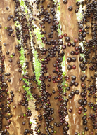 Healthy Jabuticaba tropical fruit tree in a coconut coir pot by Sow Exotic, showcasing lush green foliage and young fruit.