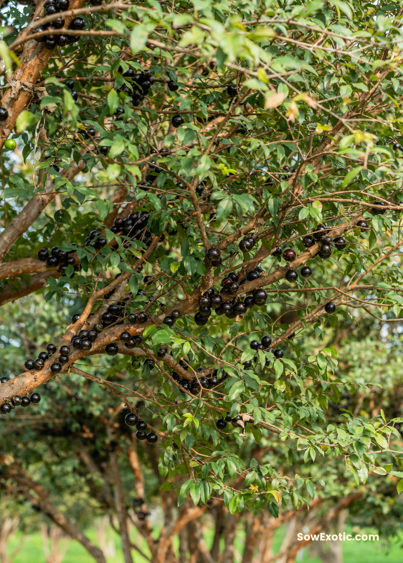 Sow Exotic Jabuticaba tropical fruit tree in coconut coir pot with lush green leaves and developing fruit clusters.