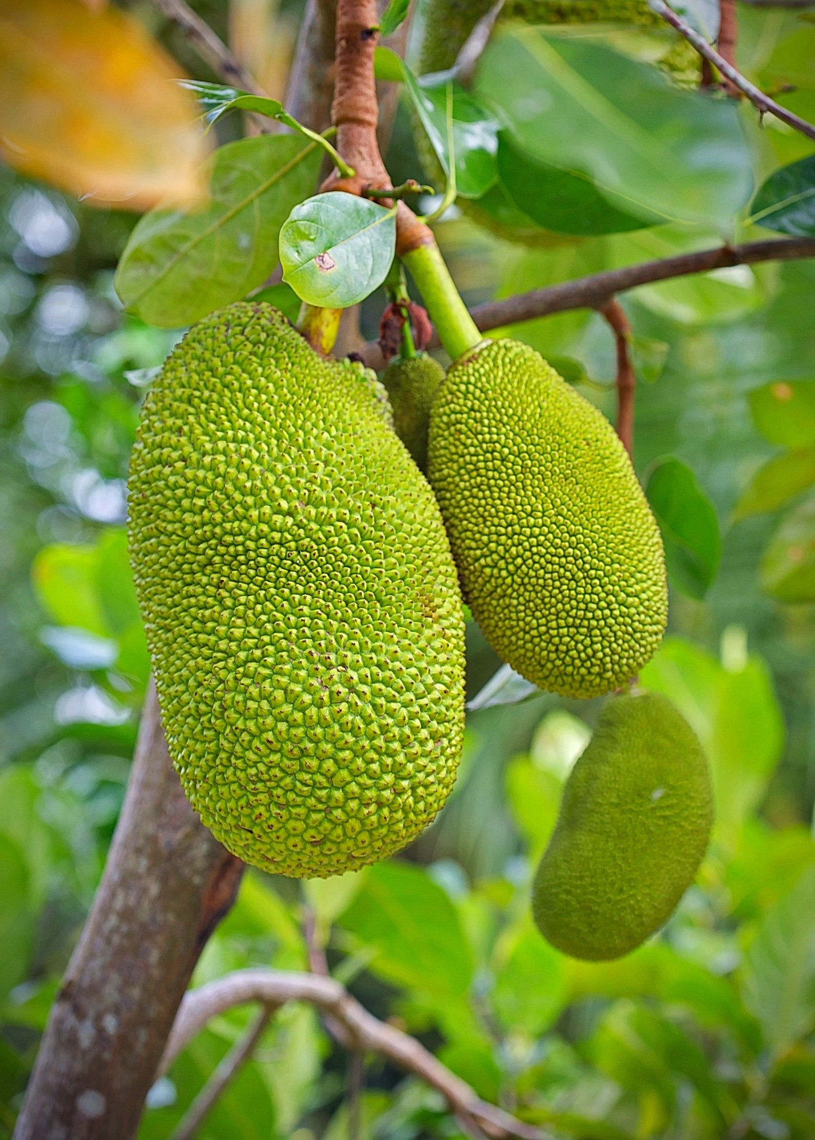 Tropical Jackfruit Seedling in coconut coir pot by Sow Exotic, young Artocarpus heterophyllus tree ready to grow.