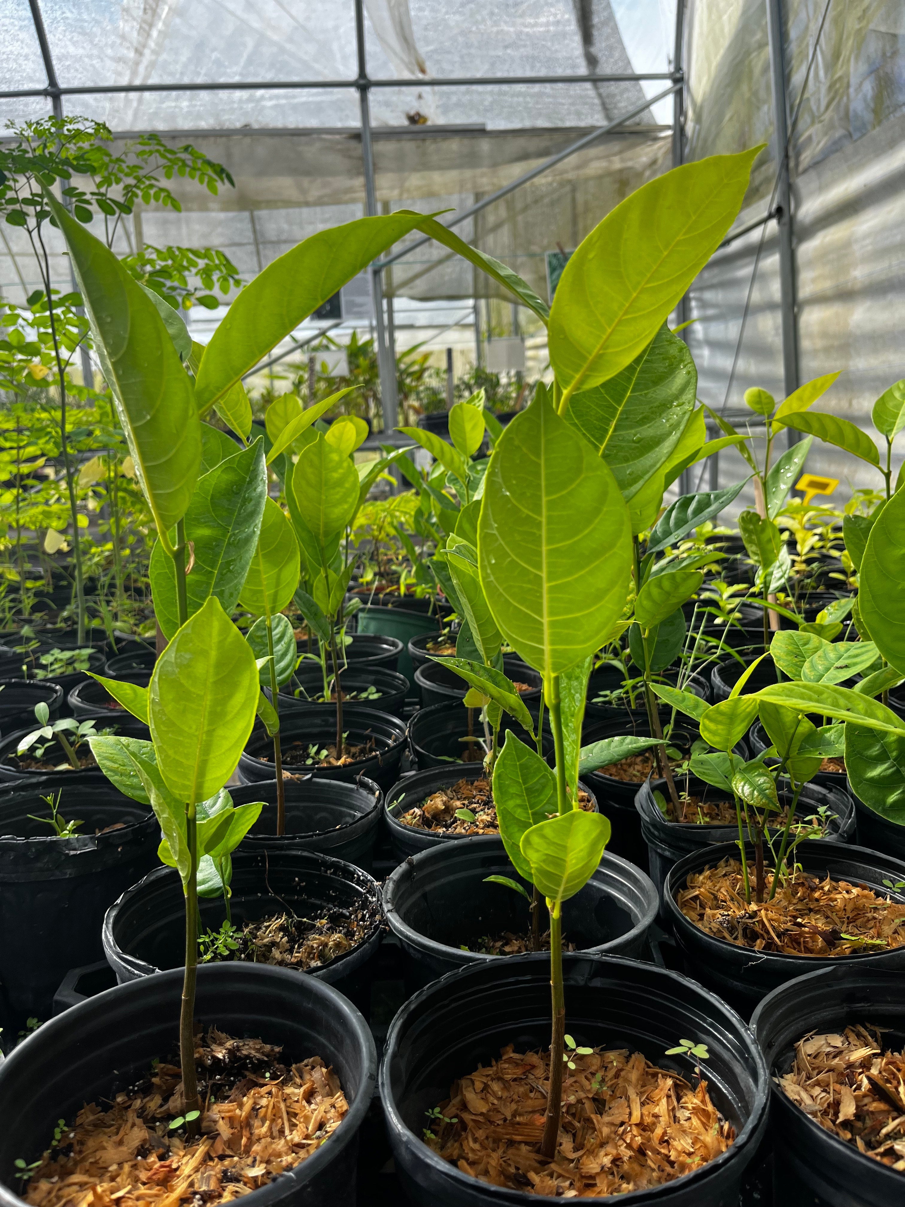 Young jackfruit seedling in coconut coir pot, tropical fruit tree by Sow Exotic, ready to grow into a large fruit-bearing tree.