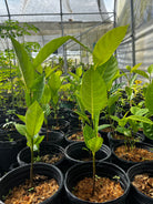 Young jackfruit seedling in coconut coir pot, tropical fruit tree by Sow Exotic, ready to grow into a large fruit-bearing tree.