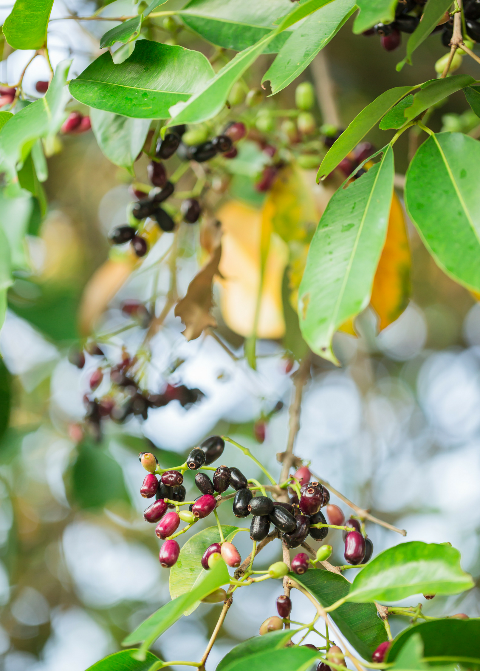 Tropical Jamun fruit tree in coconut coir pot by Sow Exotic, showcasing lush green foliage and young branches.