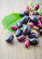 Tropical Jamun fruit tree in a coconut coir pot by Sow Exotic, showcasing lush green leaves and young branches.