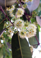 Tropical Jamun (Syzygium cumini) tree in a coconut coir pot, grown by Sow Exotic, with lush green foliage.