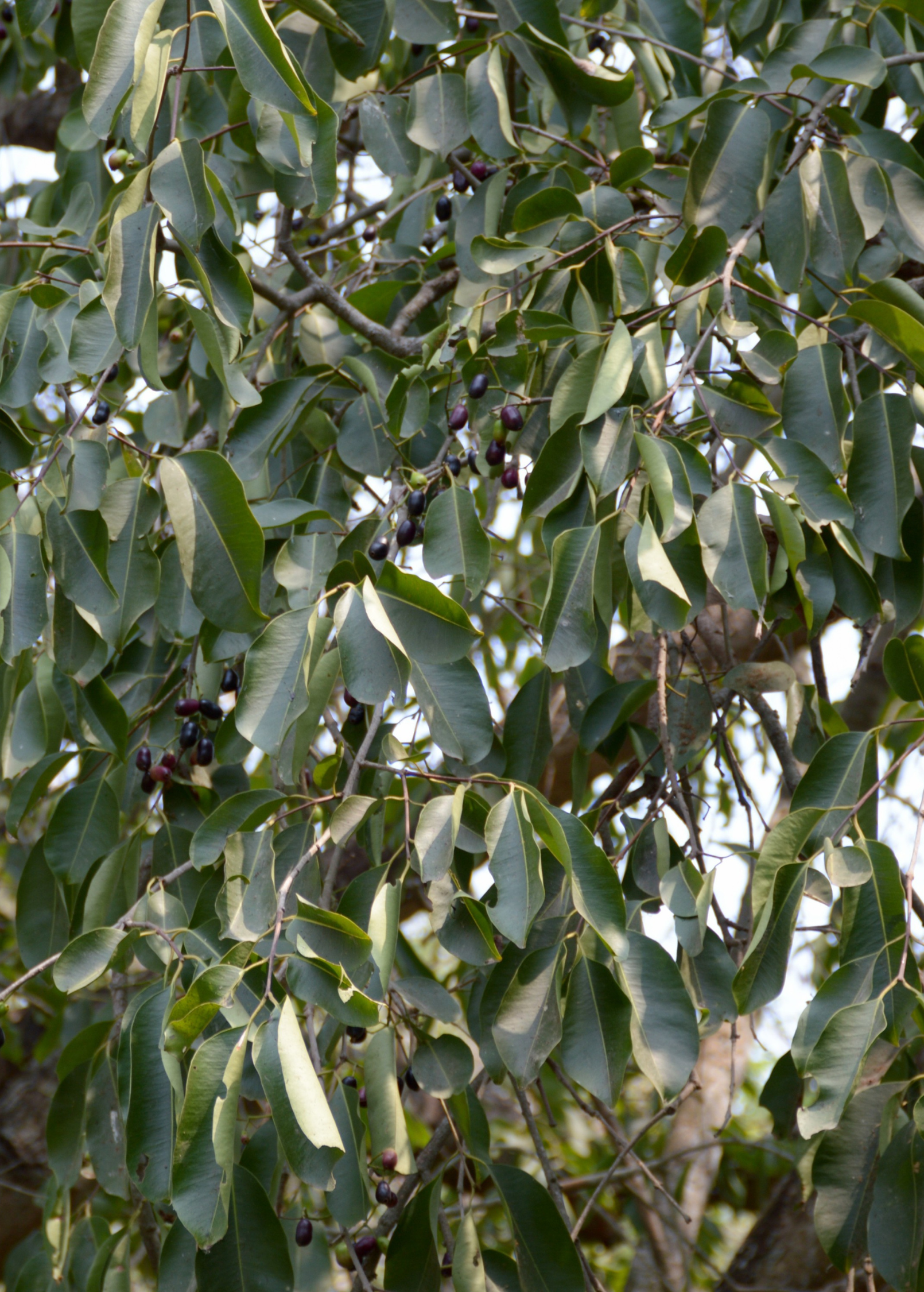 Tropical Jamun tree in coconut coir pot from Sow Exotic, showing lush green foliage and young branches.