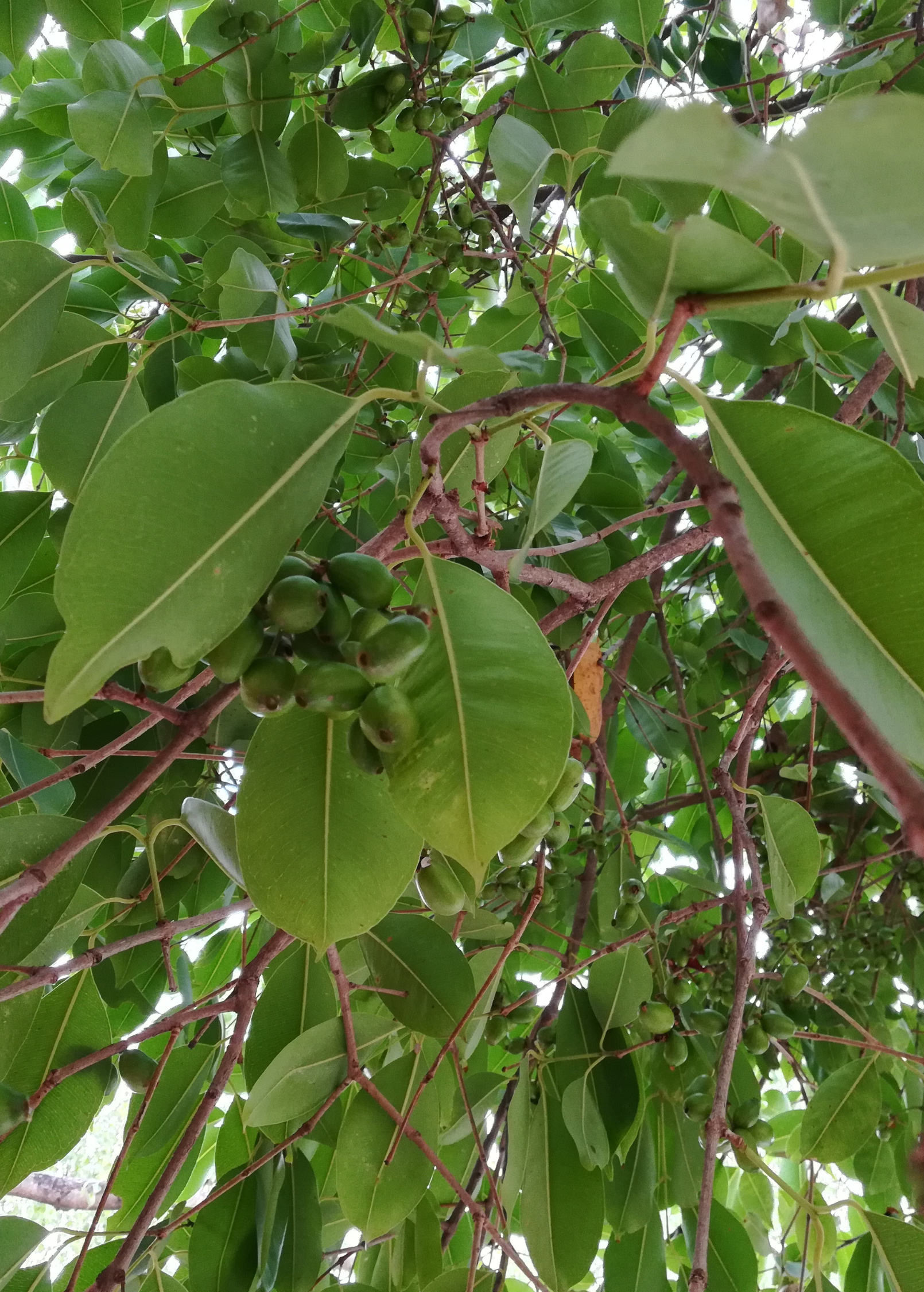 Tropical Jamun tree in coconut coir pot by Sow Exotic, featuring lush green leaves and healthy growth.