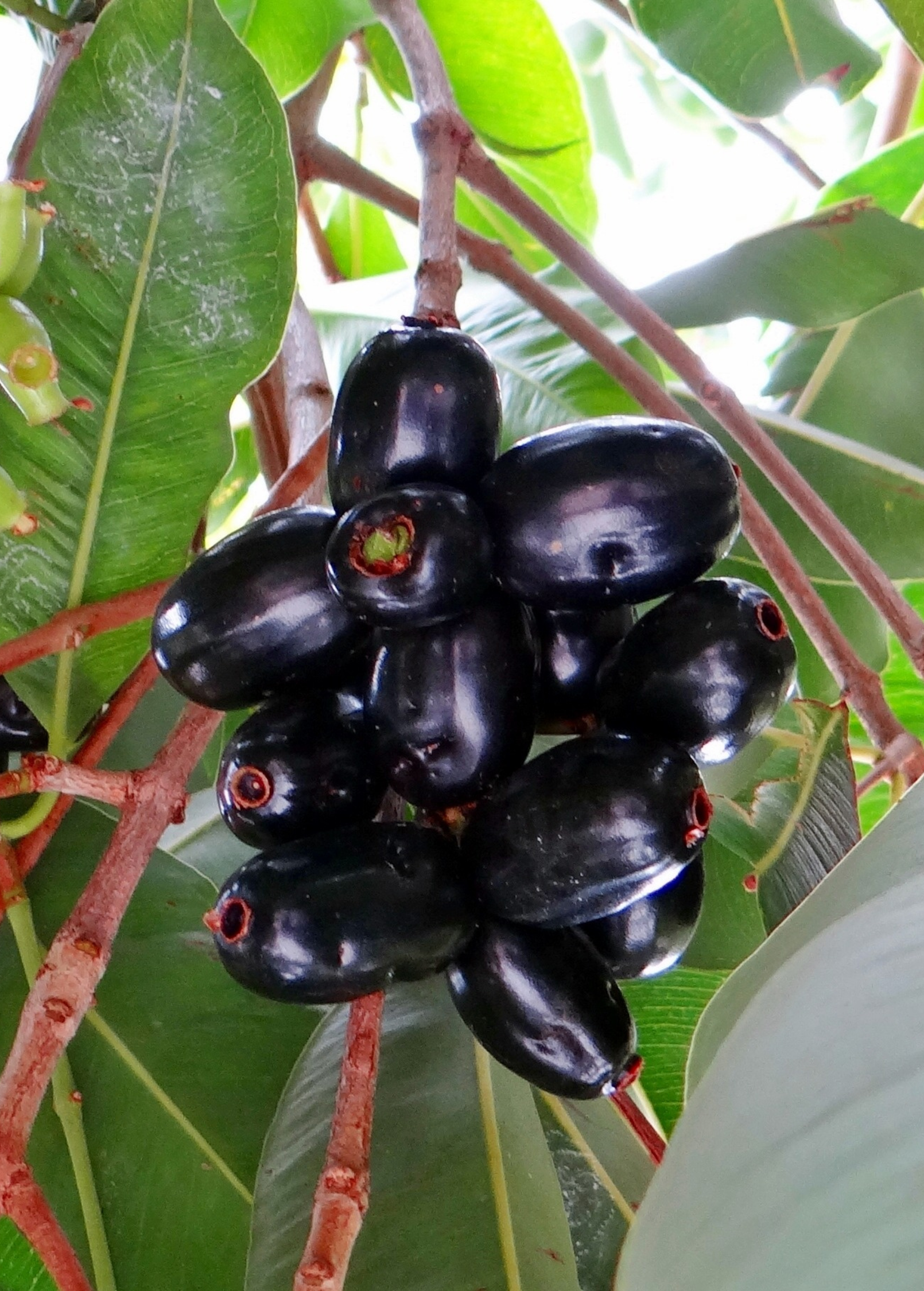 Tropical Jamun (Syzygium cumini) tree in a coconut coir pot by Sow Exotic, with lush green leaves and young branches.