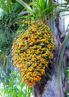 Healthy Jelly Palm (Butia capitata) tropical fruit tree in coconut coir pot from Sow Exotic, showcasing lush fronds and vibrant foliage.