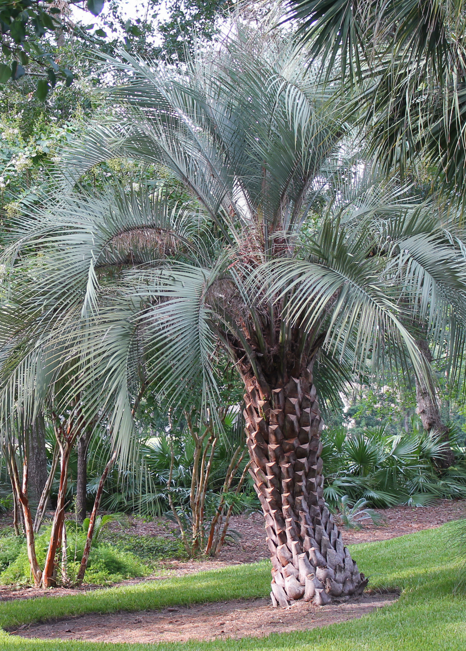 Tropical fruit tree Sow Exotic Jelly Palm (Butia capitata) in coconut coir pot, featuring lush green fronds and mature trunk.
