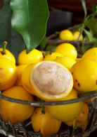 Lemon Drop Mangosteen tropical fruit tree in coconut coir pot, grown by Sow Exotic, with lush green foliage.