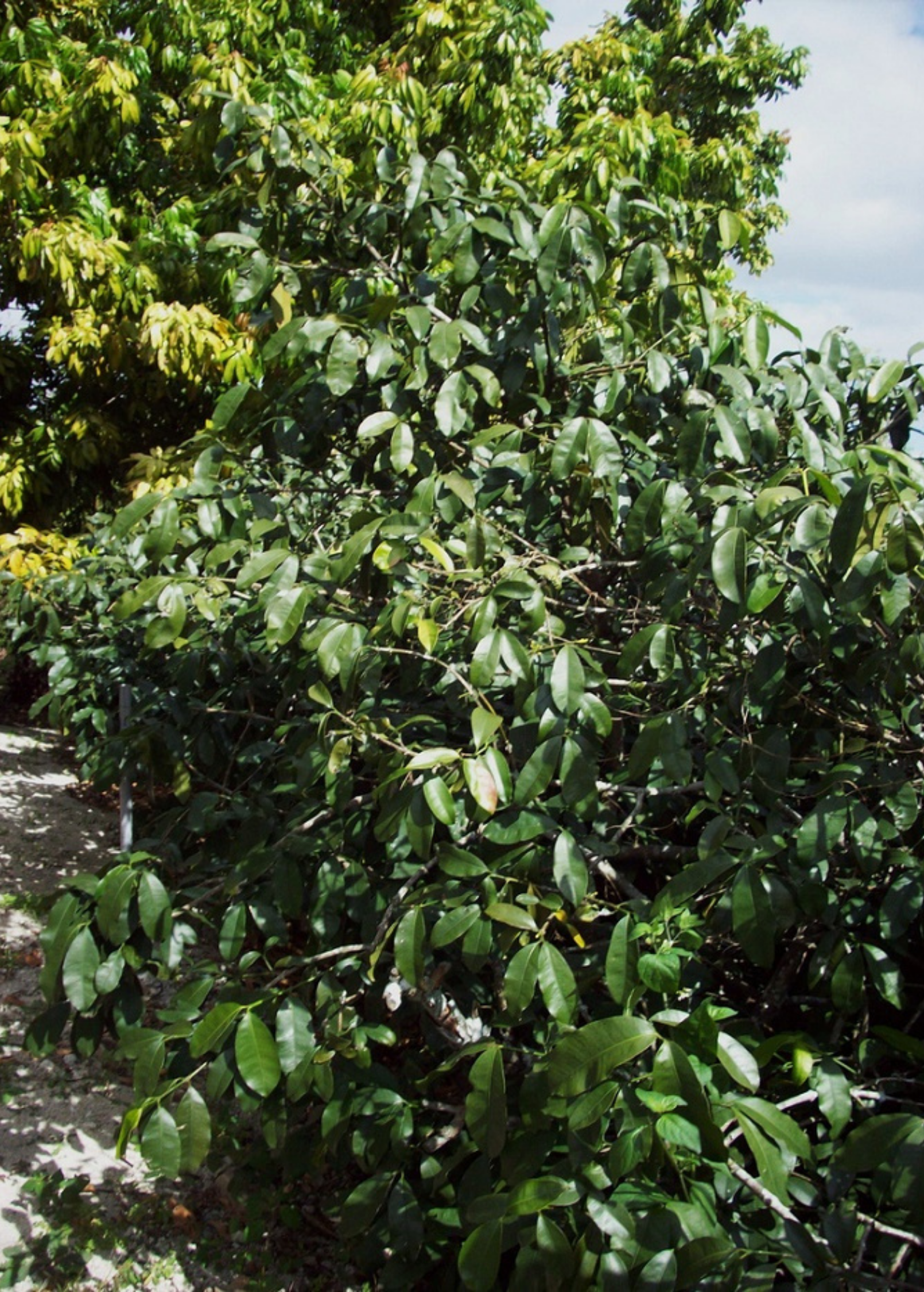 Lemon Drop Mangosteen tropical fruit tree in a coconut coir pot, cultivated by Sow Exotic, showcasing lush green foliage.