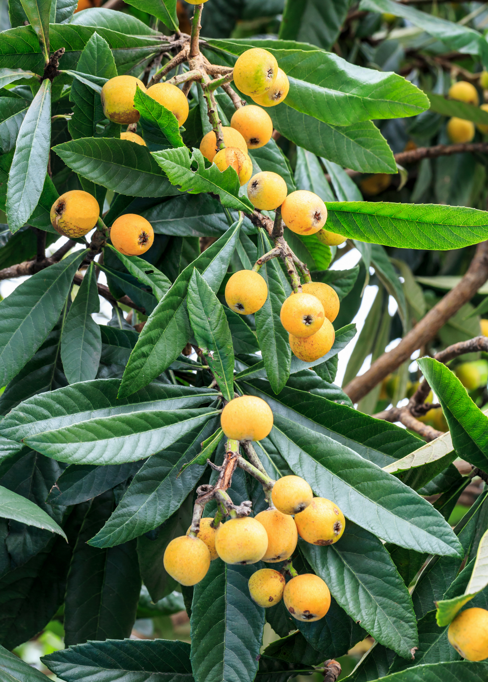 Loquat seedling in a coconut coir pot, tropical fruit tree by Sow Exotic, with green young leaves and healthy roots.