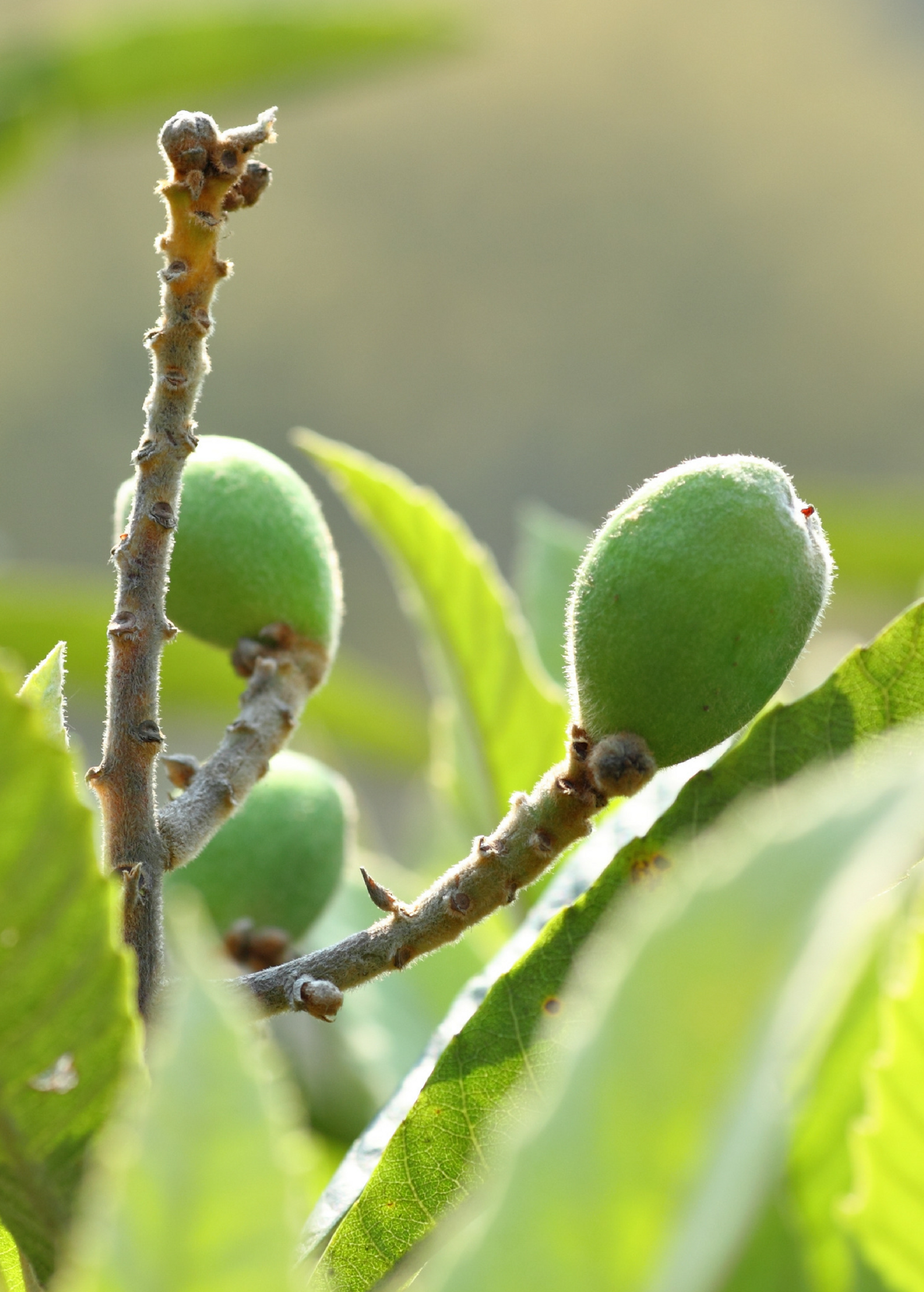 Loquat seedling in a coconut coir pot from Sow Exotic, a tropical fruit tree with lush green leaves.