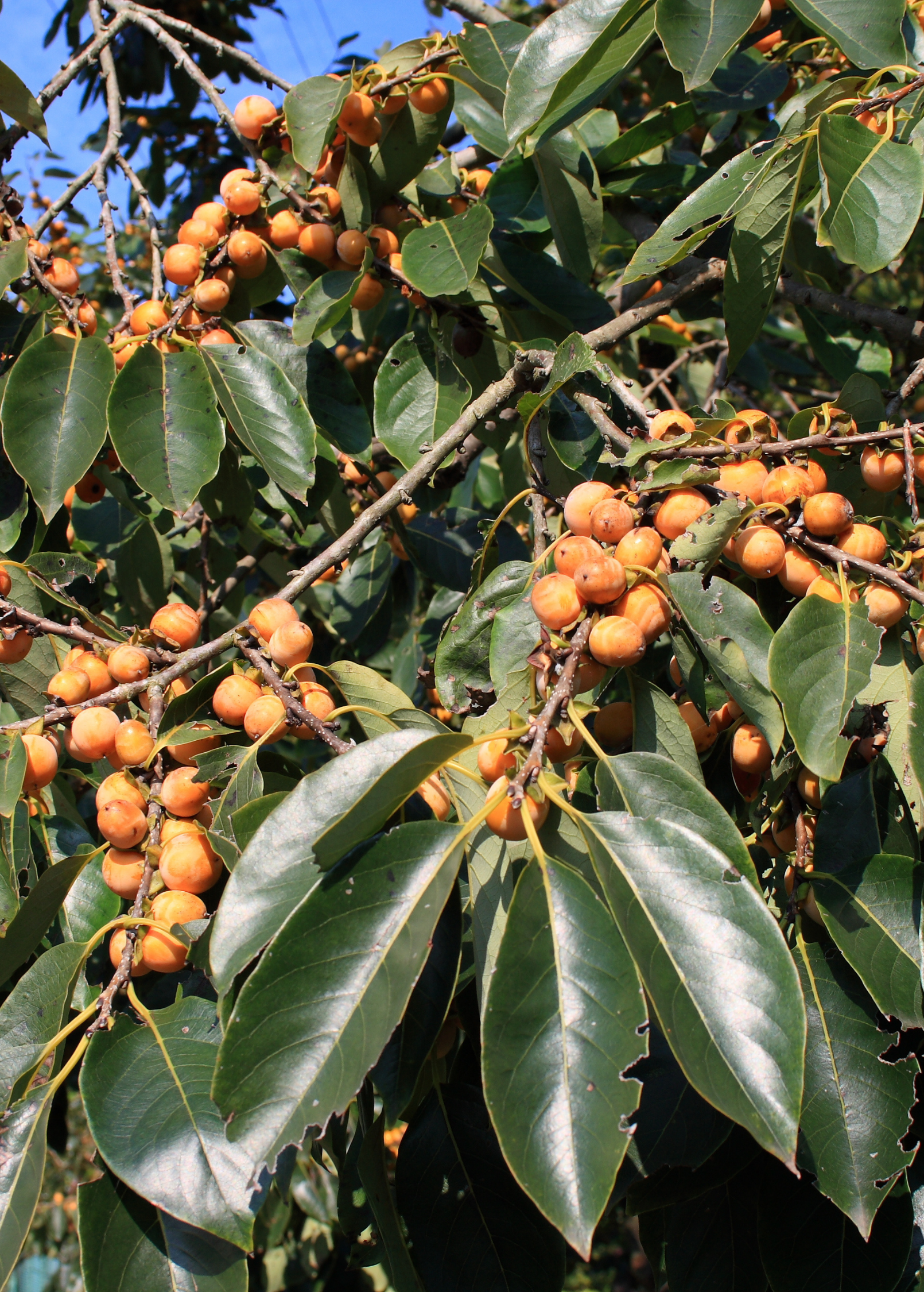 Lotus plum tropical fruit tree in a coconut coir pot, grown by Sow Exotic, with lush green foliage and developing fruit.