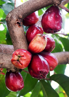 Malay Apple tropical fruit tree by Sow Exotic in a coconut coir pot with lush green leaves and young fruit.