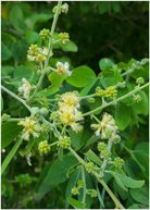 Manila Tamarind (Camachile) tropical fruit tree in coconut coir pot by Sow Exotic, showcasing lush green foliage.