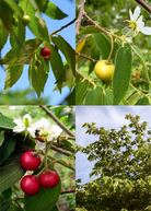 Tropical strawberry tree bundle with red and yellow fruit, potted in coconut coir, by Sow Exotic, showcasing vibrant ripe berries.