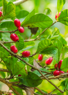 Miracle Fruit (Synsepalum dulcificum) tropical fruit tree in a coconut coir pot, showcasing lush green leaves and healthy growth.