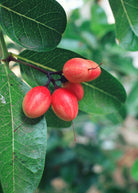 Miracle Fruit tree in coconut coir pot, tropical plant with green leaves, grown by Sow Exotic, Synsepalum dulcificum.