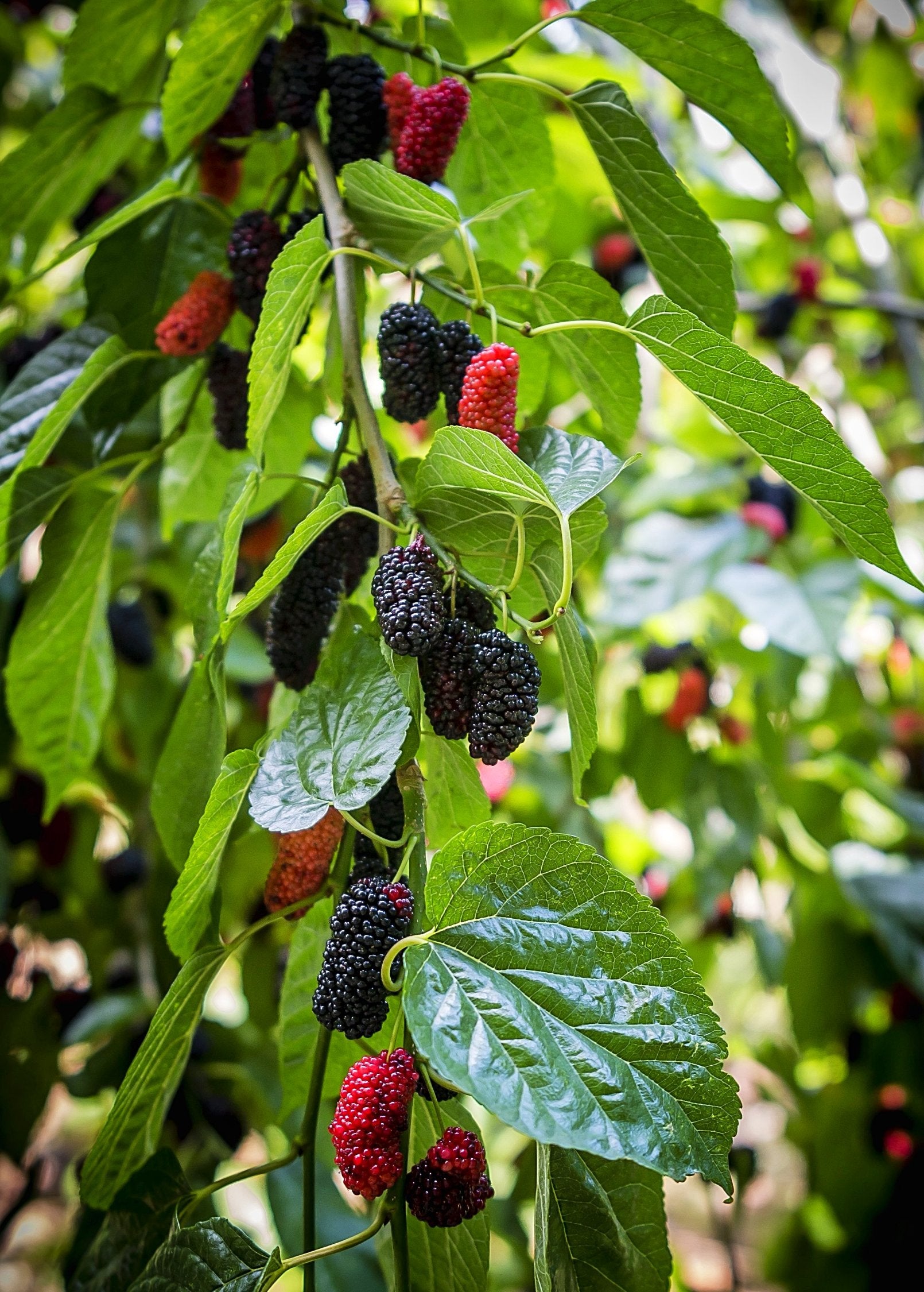 Mulberry 'Everbearing' tropical fruit tree in a coconut coir pot, grown by Sow Exotic, with lush green foliage.