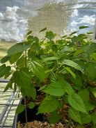 Mulberry 'Everbearing' tropical fruit tree in coconut coir pot by Sow Exotic, showcasing lush green leaves and healthy growth.