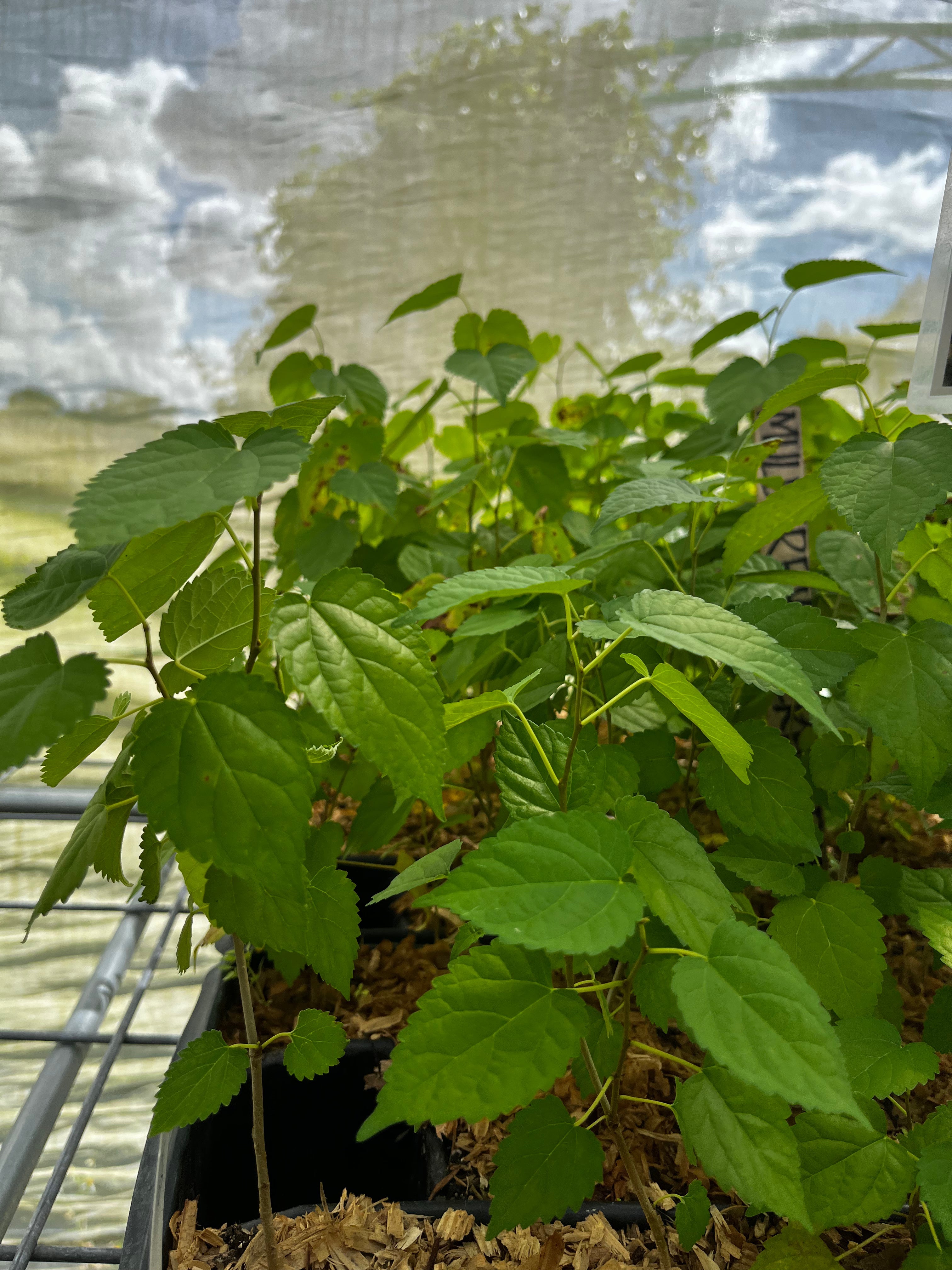 Mulberry 'Everbearing' tropical fruit tree in coconut coir pot by Sow Exotic, showcasing lush green leaves and healthy growth.