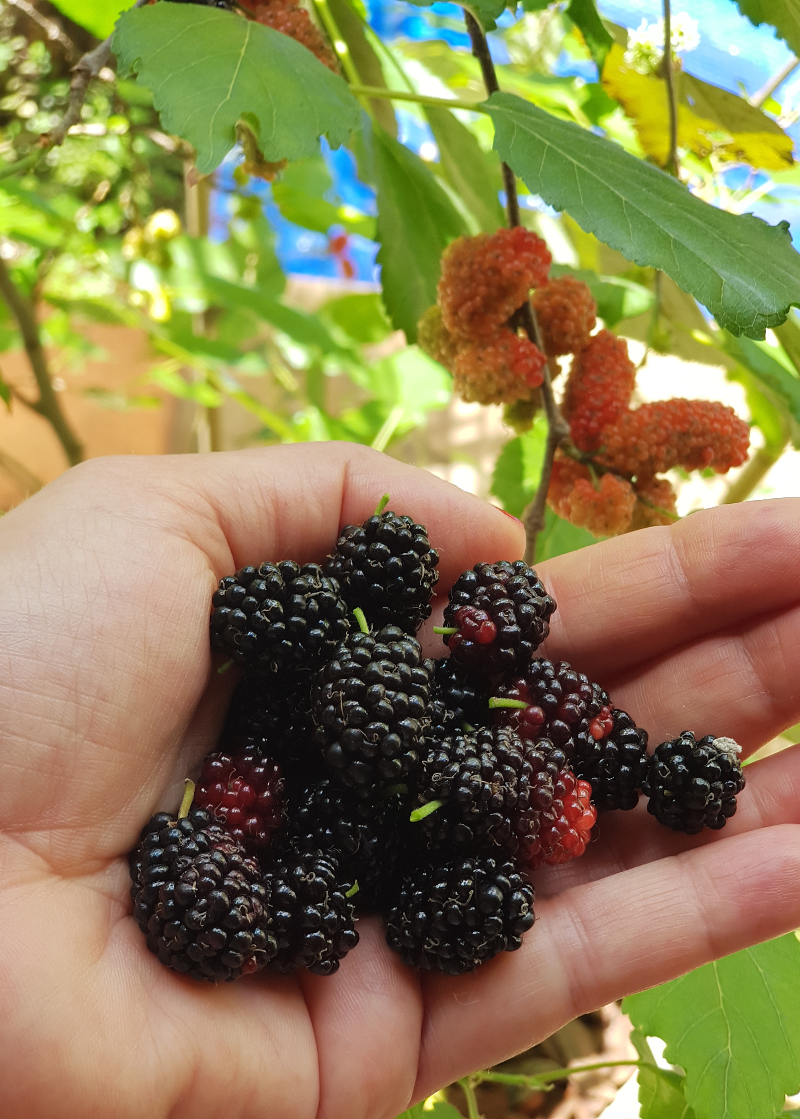 Mulberry 'Everbearing' tropical fruit tree in coconut coir pot by Sow Exotic, showcasing lush green leaves and healthy growth.