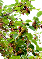 Mulberry 'Everbearing' tropical fruit tree in coconut coir pot, grown by Sow Exotic, with lush green leaves and healthy branches.