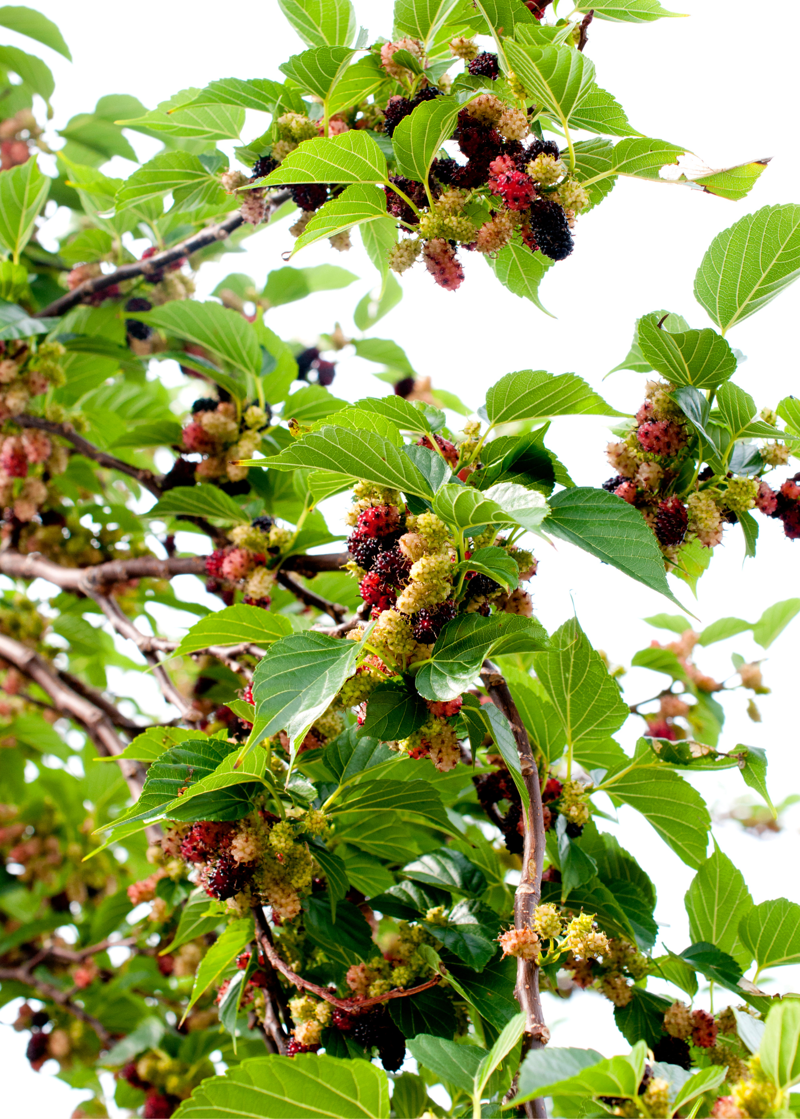 Mulberry 'Everbearing' tropical fruit tree in coconut coir pot, grown by Sow Exotic, with lush green leaves and healthy branches.