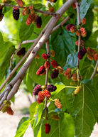 Mulberry 'Everbearing' tropical fruit tree in a coconut coir pot, grown by Sow Exotic, with lush green leaves.