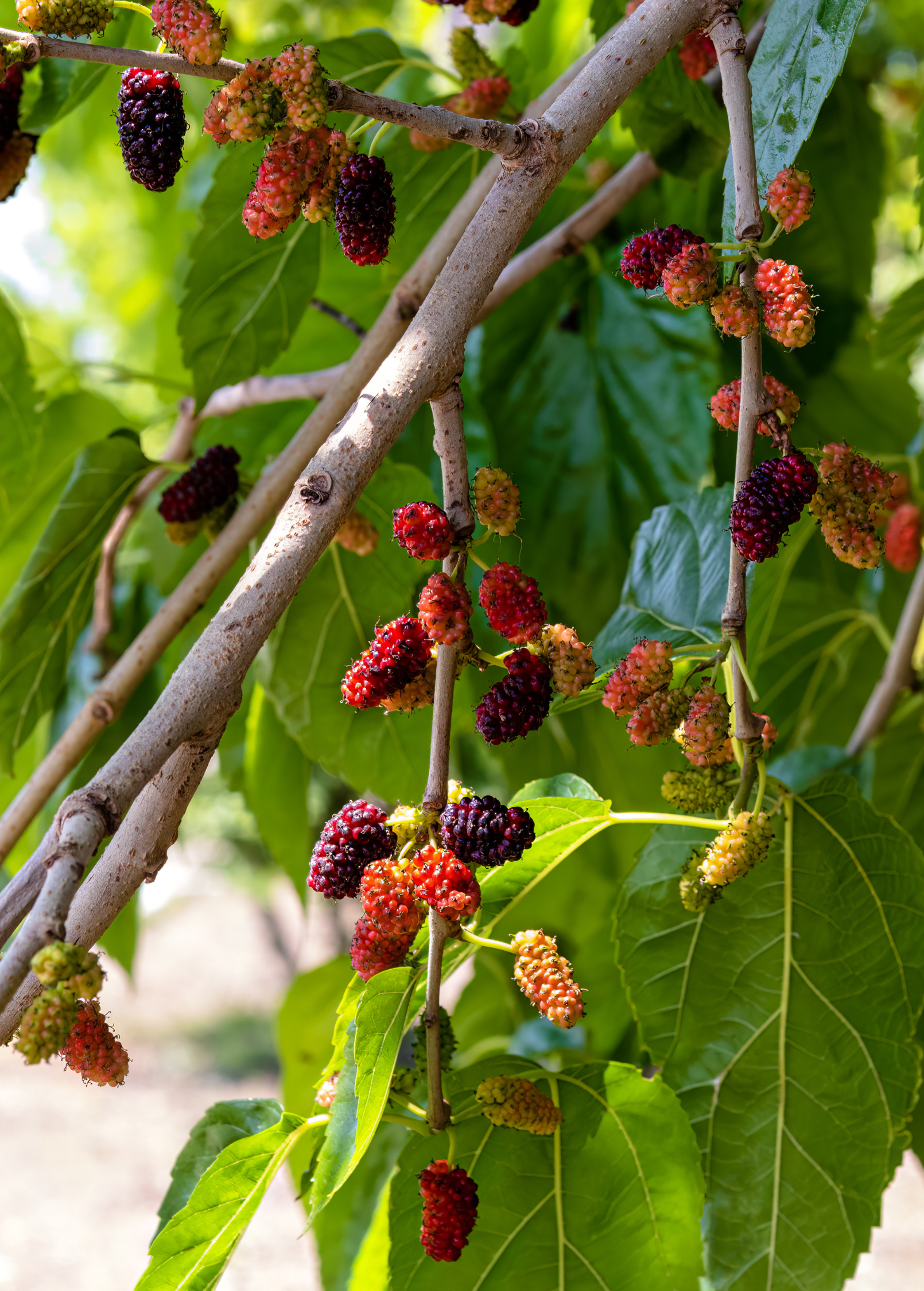 Mulberry 'Everbearing' tropical fruit tree in a coconut coir pot, grown by Sow Exotic, with lush green leaves.