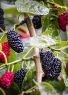 Mulberry 'Shangri La' tropical fruit tree in coconut coir pot, grown by Sow Exotic, with lush green leaves and young branches.