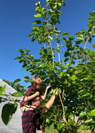 Mulberry 'Shangri La' tropical fruit tree in coconut coir pot, showcasing lush green leaves and healthy growth.