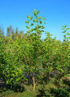 Mulberry 'Shangri La' tropical fruit tree in coconut coir pot, showing lush green leaves and healthy growth.