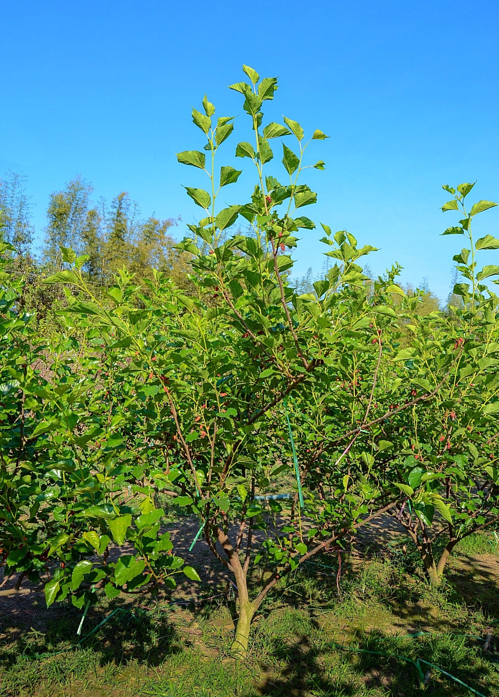 Mulberry 'Shangri La' tropical fruit tree in coconut coir pot, showing lush green leaves and healthy growth.