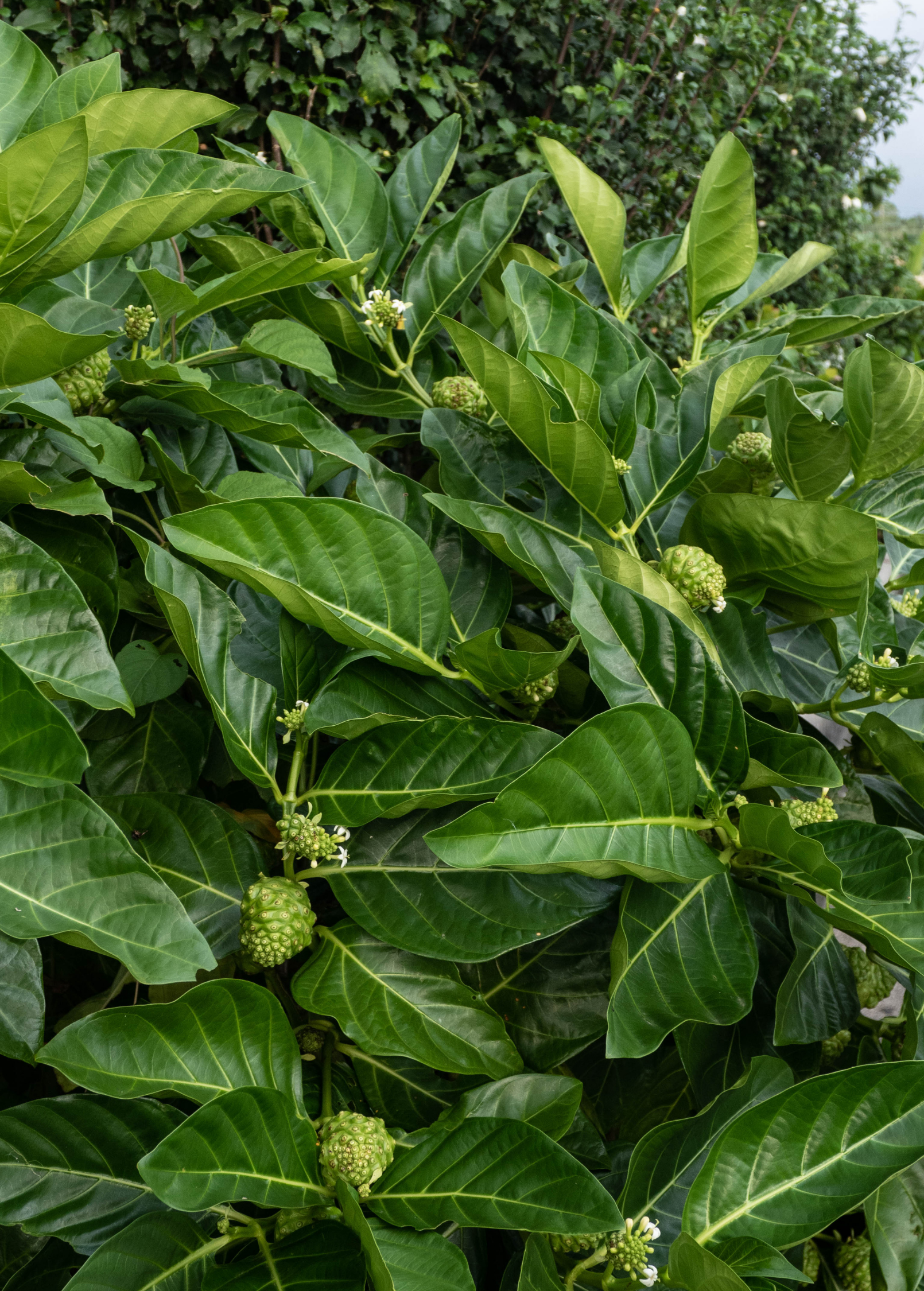 Tropical Noni (Morinda citrifolia) fruit tree in coconut coir pot by Sow Exotic, healthy green foliage and young fruit visible.