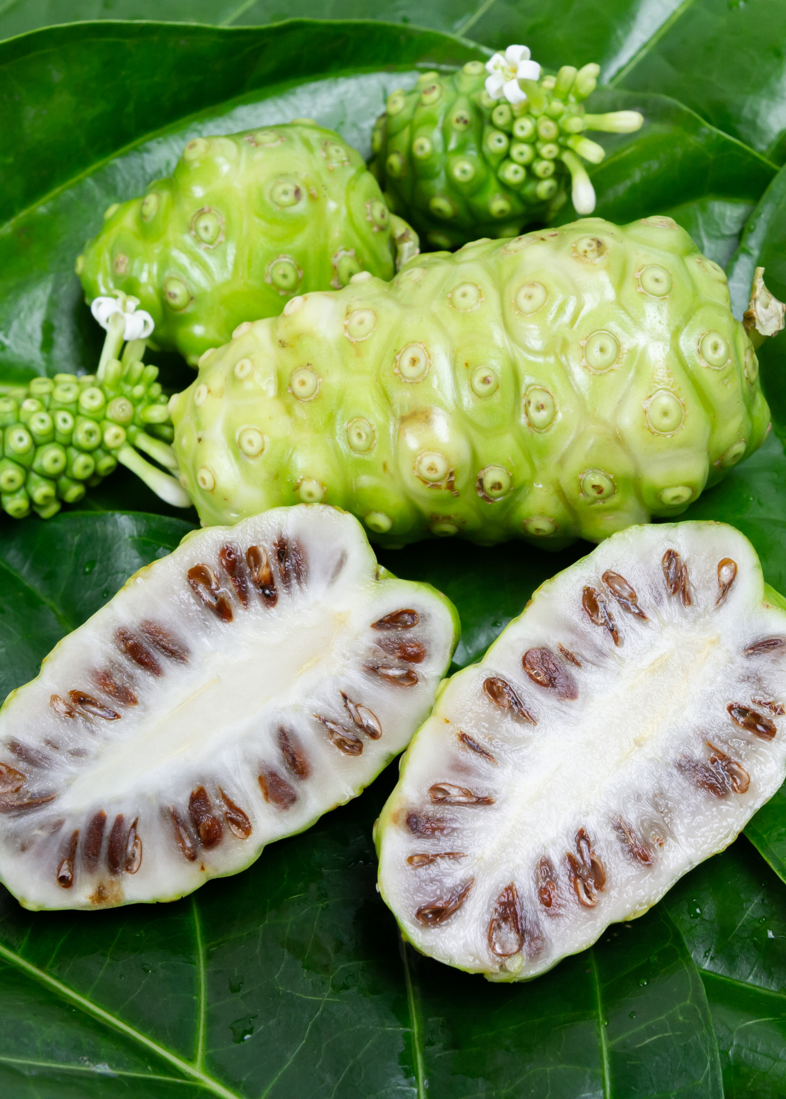 Healthy Noni (Morinda citrifolia) tropical fruit tree in a coconut coir pot from Sow Exotic, with lush green foliage.