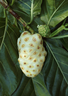 Tropical Noni (Morinda citrifolia) fruit tree in a coconut coir pot by Sow Exotic, showcasing lush green foliage and healthy growth.