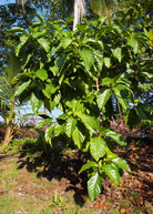 Tropical Noni (Morinda citrifolia) fruit tree in a coconut coir pot by Sow Exotic, ready for planting or decorative display.