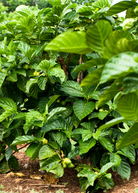 Healthy Noni (Morinda citrifolia) tropical fruit tree in a coconut coir pot by Sow Exotic, ready for planting or display.