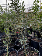 Olive 'Arbequina' tropical fruit tree in a coconut coir pot, showcasing green, leafy branches and healthy growth.