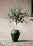 Olive 'Arbequina' tropical fruit tree in a coconut coir pot by Sow Exotic, featuring green leaves and young branches.