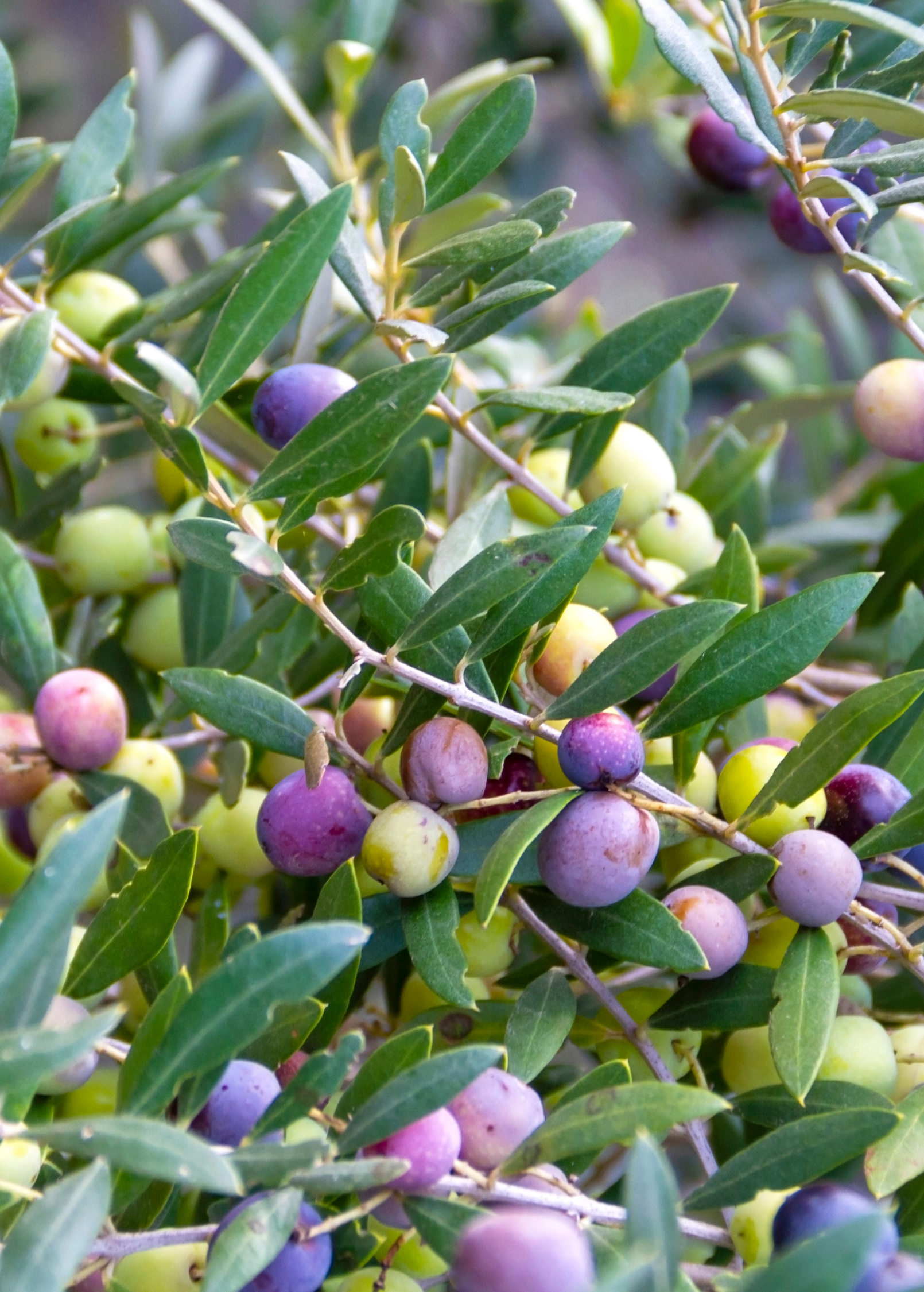 Olive 'Arbequina' tropical fruit tree in coconut coir pot, grown by Sow Exotic, with lush green foliage and young branches.