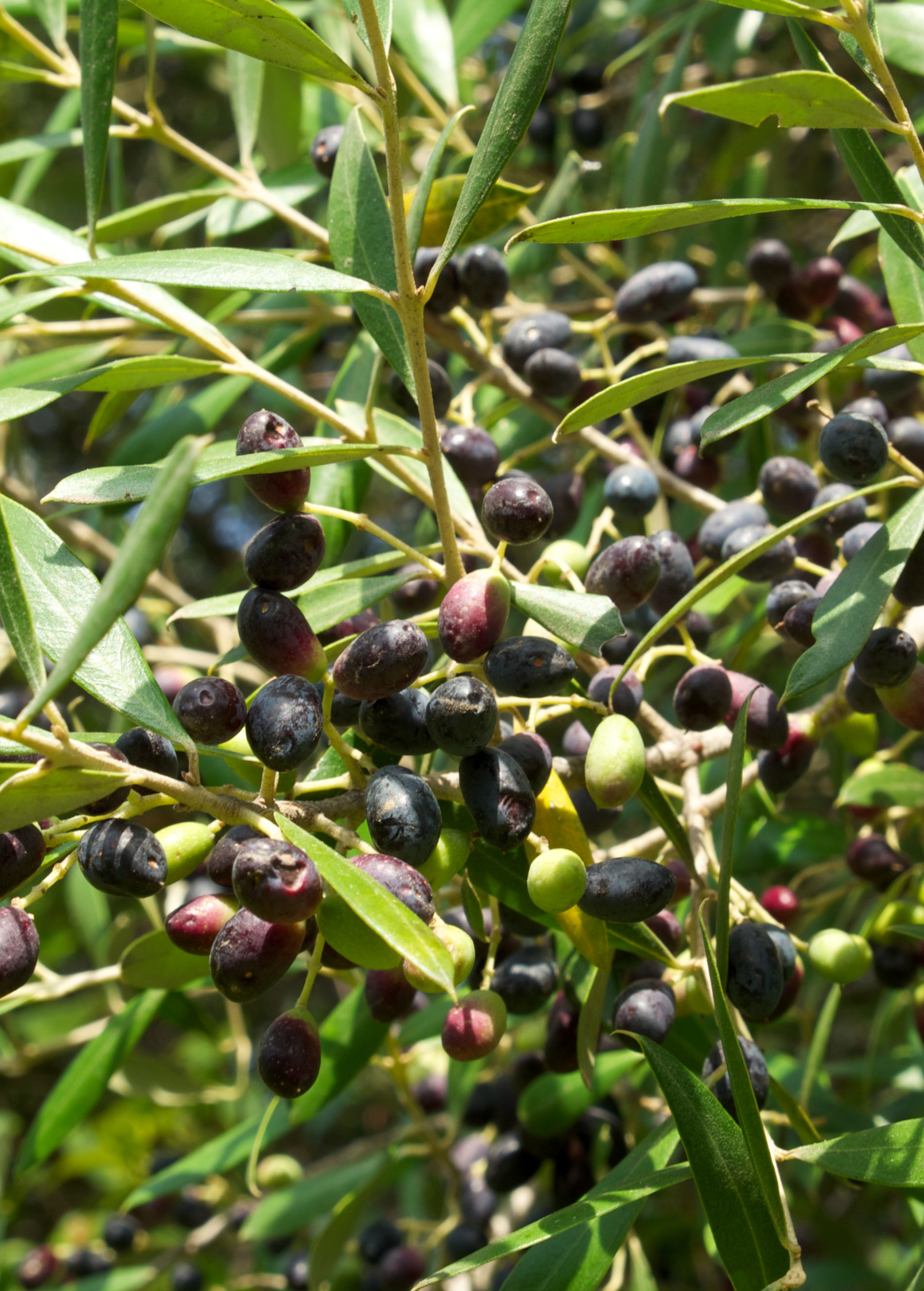 Olive 'Arbequina' tropical fruit tree in a coconut coir pot, grown by Sow Exotic, showcasing green olive leaves and young fruit.