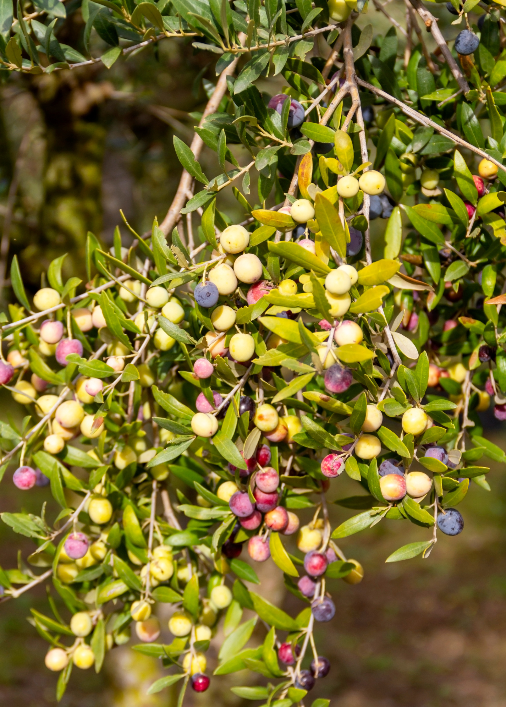 Olive 'Arbequina' tropical fruit tree in coconut coir pot, grown by Sow Exotic, with green leaves and healthy branches.