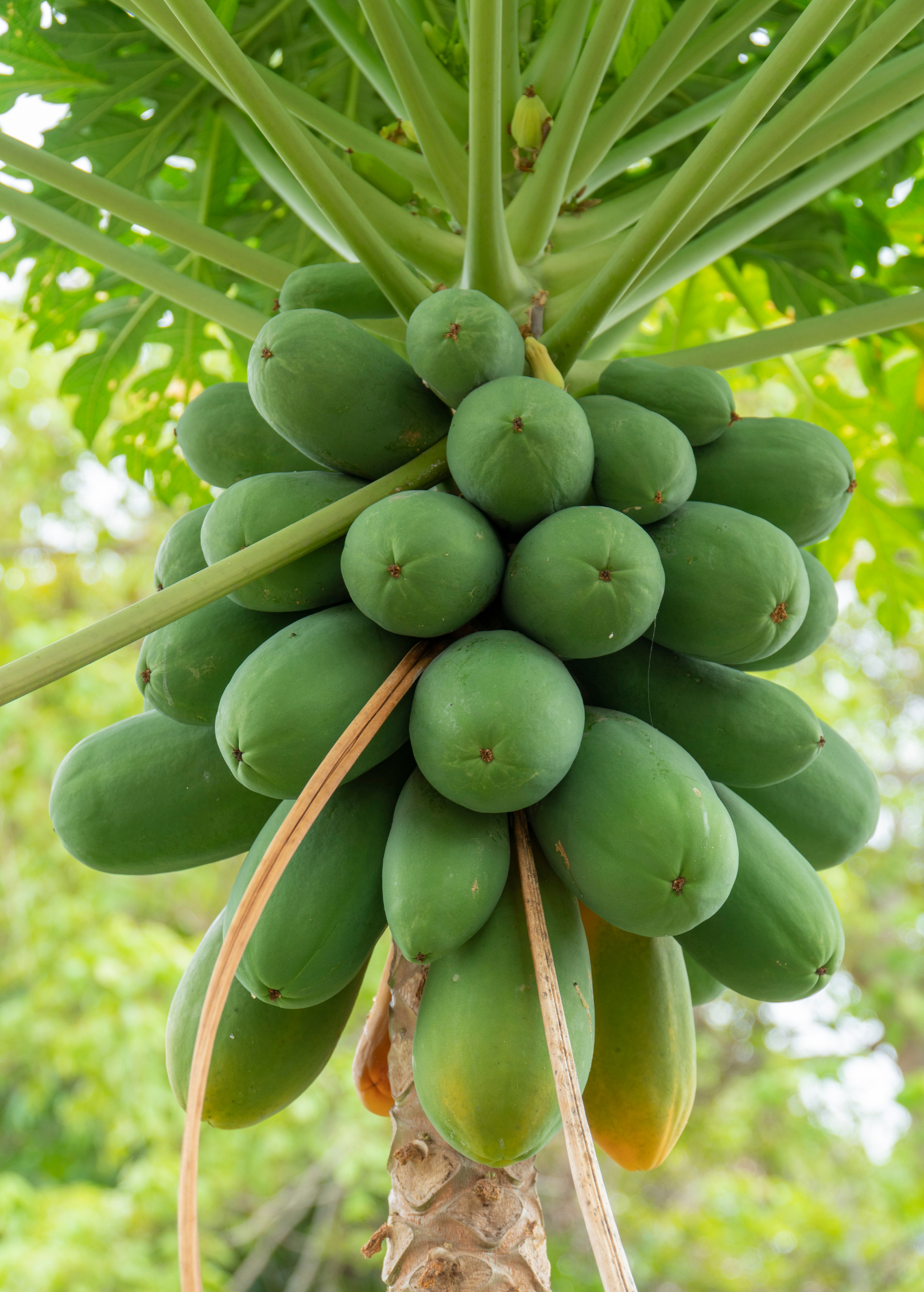 Dwarf Red Lady papaya tropical fruit tree in a coconut coir pot, with lush green leaves and developing fruit.