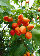 Sow Exotic Bunchosia argentea tropical fruit tree in coconut coir pot, showcasing lush green foliage and developing fruit.