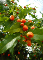 Sow Exotic Peanut Butter Fruit Tree (Bunchosia argentea) in coconut coir pot, showcasing lush green tropical foliage.