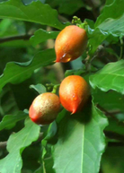 Peanut Butter Fruit Tree in coconut coir pot, tropical Bunchosia argentea plant with green leaves and developing fruit.