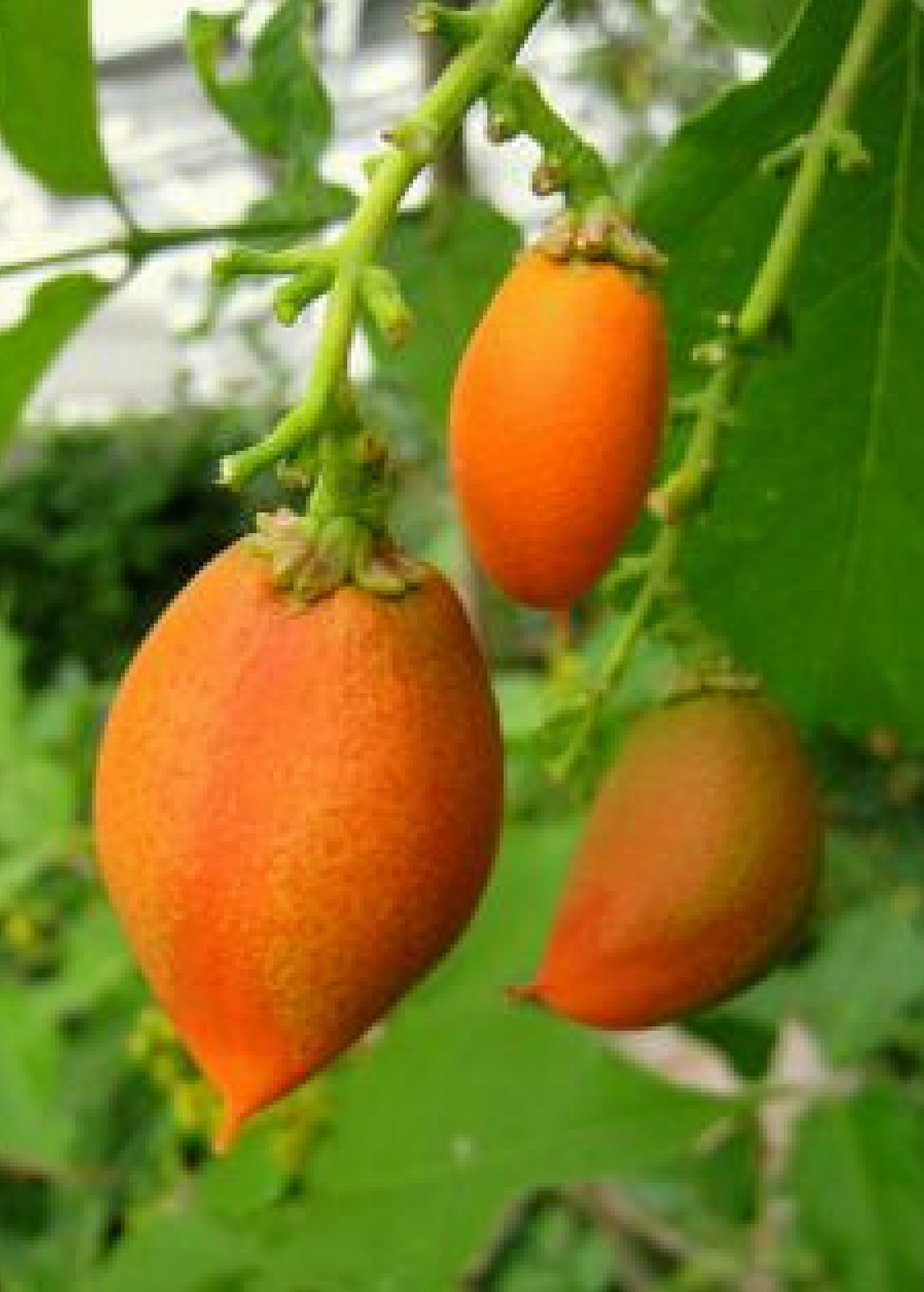 Tropical Peanut Butter Fruit Tree (Bunchosia argentea) in a coconut coir pot, healthy green foliage, lush growth.
